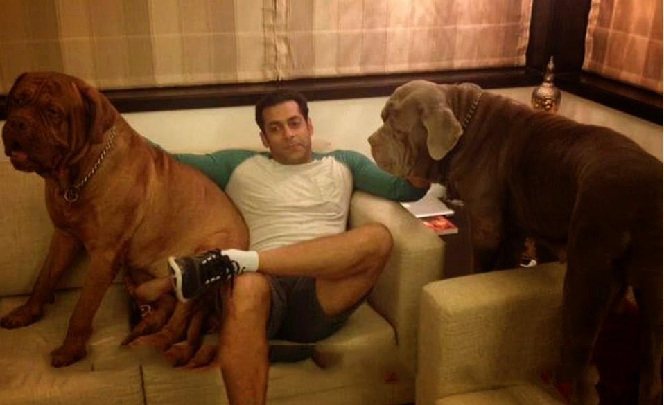 Salman Khan Dog