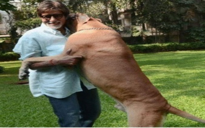 Famous-Indian-Celebrities-and-Their-Dogs – Compilation